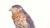 Nature Journal: Sharp-shinned hawks seem to appear out of nowhere