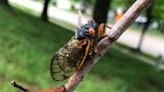 Missouri cicadas are about to emerge en masse. Let's answer your top questions