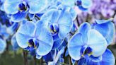 How to Care for a Blue Orchid Plant