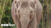 Second elephant dies from virus at Dublin Zoo