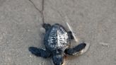 Turtle tracks: First endangered Kemp's ridley sea turtle egg laid in St. Johns County