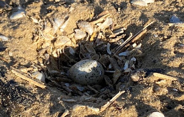 Egg-citing news: Piping plover egg discovered on Chicago beach