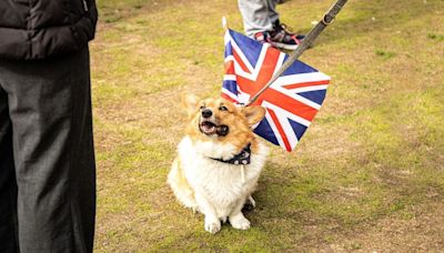 British slang might not be the dog’s bollocks much longer