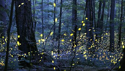 Hoping to see a magical firefly spectacle of light? You'll have to join a lottery just to attend