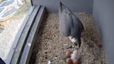 Woking peregrine falcon chicks begin to hatch