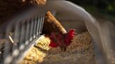 La OMS pide estar alerta tras la primera muerte por gripe aviar