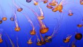 Las medusas podrían ser algunas de las criaturas marinas que se benefician del cambio climático