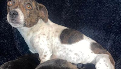 Injured dog Tinkerbell pining for her puppies after they were stolen from a farm