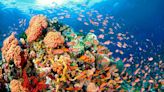 Divers in the Philippines create nurseries for rescued coral - BusinessWorld Online