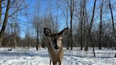 Montreal's Opposition says it's time the city faced its east-end deer dilemma