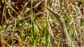 Beloved Birds Return to Islands for First Time in 40 Years After Damming Damage Reversed