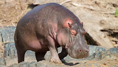 Pigs can't fly but hippopotamuses probably can, scientists discover