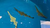 SeaWorld Orlando welcomes three critically endangered smalltooth sawfish pups