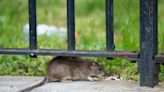 NYC mayor introduces city's first rat czar: "She HATES rats"