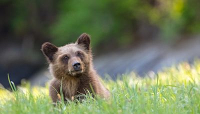 ‘Bear or man’ question divides internet after viral TikTok video