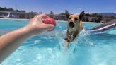 New dock diving pool for dogs opens in Colorado Springs