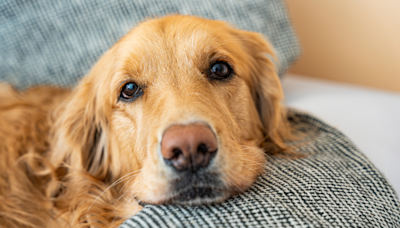 Golden Retriever Launches Full-Scale Cuddle Campaign to Ensure Dad Knows He’s There