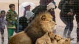 African lion cub, Lomelok, euthanized at Lincoln Park Zoo after slow recovery from spinal surgery