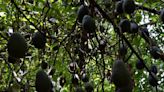 EU suspende importación de aguacate de Michoacán por incidente de seguridad