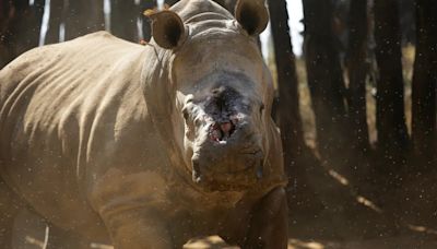 Autoridades del este de Sudáfrica recortan los cuernos de rinocerontes para evitar su caza