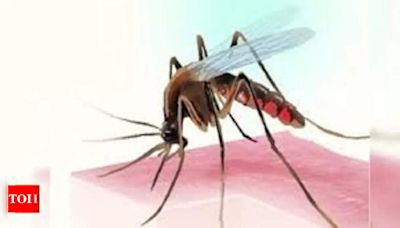 Pune reports 2 new Zika cases, total count reaches 35 | Pune News - Times of India