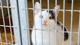 Wichita Animal Shelter adjusts procedures regarding sick animals