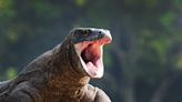 Komodo dragons have iron-coated teeth, say scientists