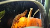 Nature Center Notes - Wildlife and a Witches’ Brew: A Shakespearean Recipe with a Twist from the WNC Nature Center