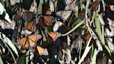 Spot monarch butterflies or head to an Oxnard festival: 5 outdoorsy weekend activities