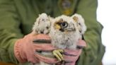 Peregrine Falcon chicks hatched on Pitt’s campus banded