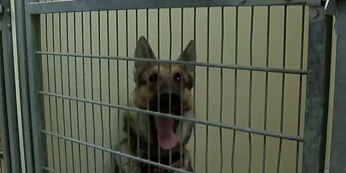 Animal shelter filling up after July Fourth