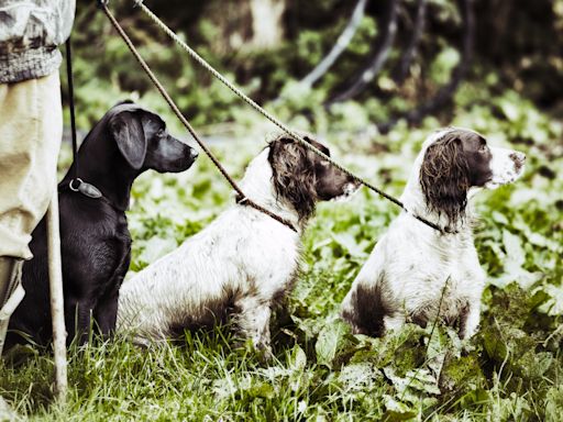 32 reasons gundogs are so popular