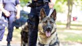 Perros policía de Carolina del Norte rescatan a niño y ayudan a atrapar a sospechoso armado - La Noticia