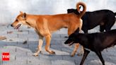 Stray dog brutally kills bid-ridden woman, vomits her flesh on street | Hyderabad News - Times of India