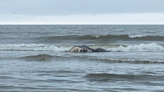 'A sad situation.' Newborn right whale calf injured by boat turns up dead in South Carolina