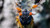 Cicadas spotted in Illinois: See US map, latest emergence info for Brood XIX and XIII