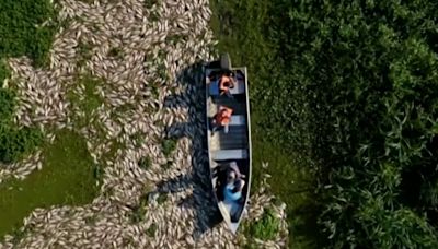 Miles de peces muertos cubren el río Piracicaba, en Brasil