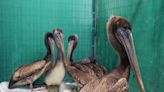 California Department of Fish and Wildlife (CDFW) Reports High Number of California Brown Pelicans from Santa Cruz County south...