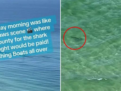 Tourists scream 'shark' at swimmers with no idea predator is circling them