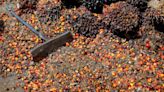 Palm oil's rare premium leads to 'wash out' in India -dealers