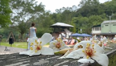 新竹桐花提早盛開 氣候影響五月花季成「四月雪」