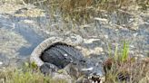 ‘Swamp justice’? Cyclist crosses paths with gator eating python in Florida Everglades