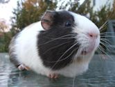 guinea pig