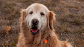 Mom's Final 'Pup Cup Date' with Golden Retriever Is Making People Sob