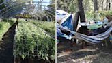 2,501 illegal marijuana plants seized from grow site in Calaveras County
