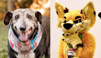 'Furries' in Pittsburgh 'Worked Their Tails Off' to Raise Over $100,000 for Homeless Senior Pets