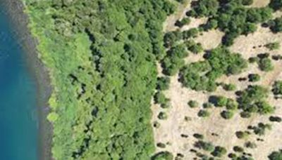 Un nuevo estudio advirtió sobre los efectos negativos de los monocultivos forestales en Chile