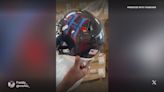 Fans have mixed reactions to alleged Houston Texans helmet leak