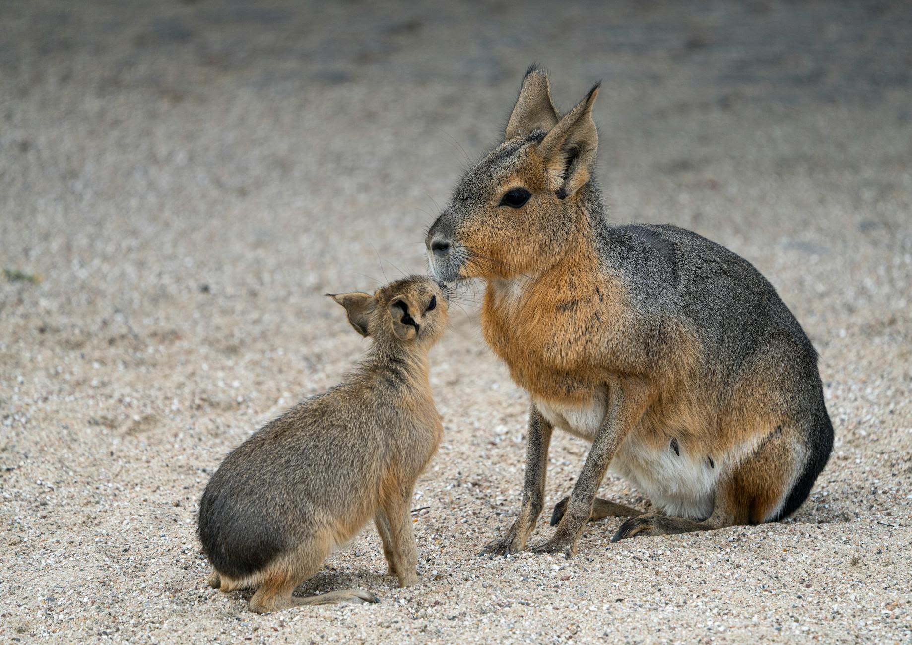 Adorable non-capybara on the loose in Colorado