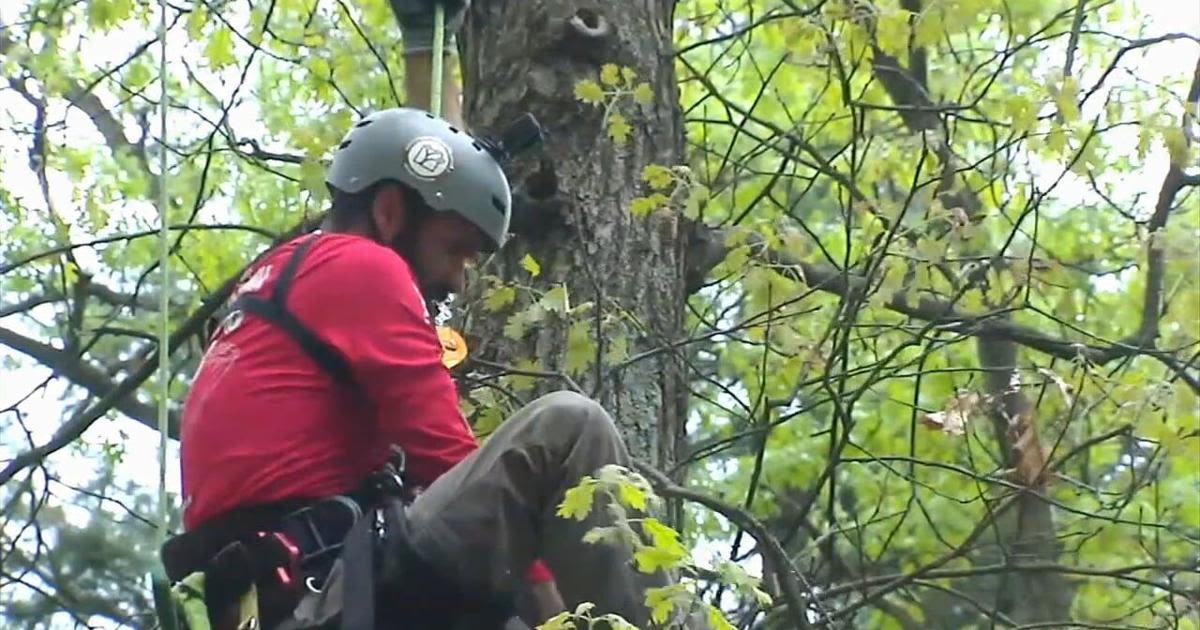 Climbing for a cause: How one Pa. man is climbing trees to raise conservation awareness